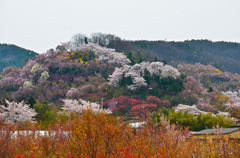 桜舞う花見山