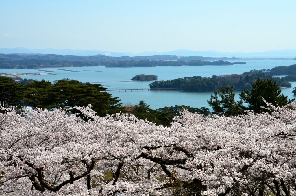 松島と桜③