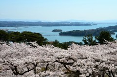 松島と桜③