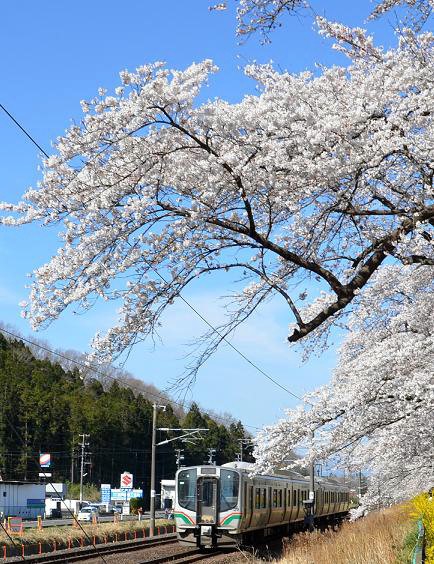 白石川千本桜⑦