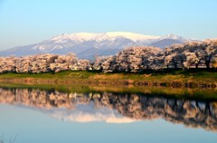 白石川千本桜⑨