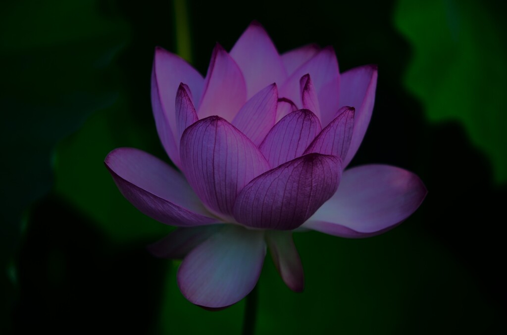 伊賀②