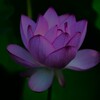 伊賀②