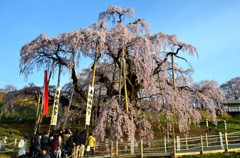 三春滝桜③