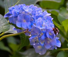 紫陽花　仲良し