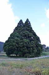 トトロの木
