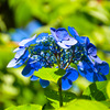 紫陽花2