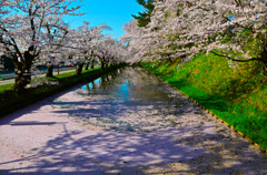 弘前公園桜のジュータン