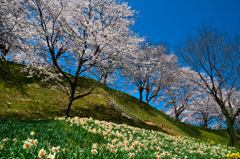 舞野