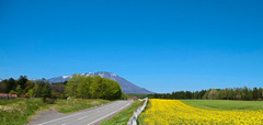 岩手山と菜の花