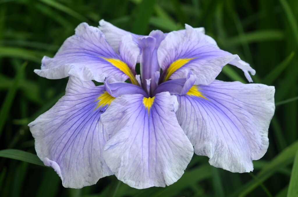 花菖蒲525