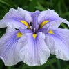 花菖蒲525