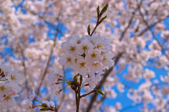 富岡夜の森桜並木③