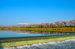 一目千本桜2015④