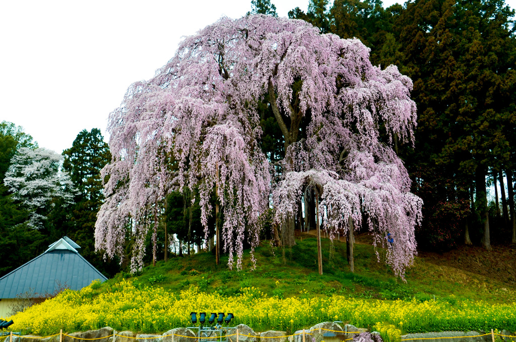 合戦場枝垂桜2019①-1