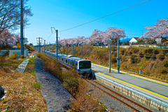 富岡夜の森桜並木②