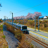 富岡夜の森桜並木②