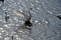 朝日を浴びた白鳥
