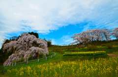 三春滝桜2015