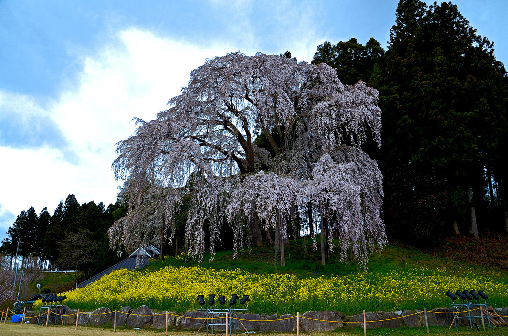合戦場の枝垂桜①