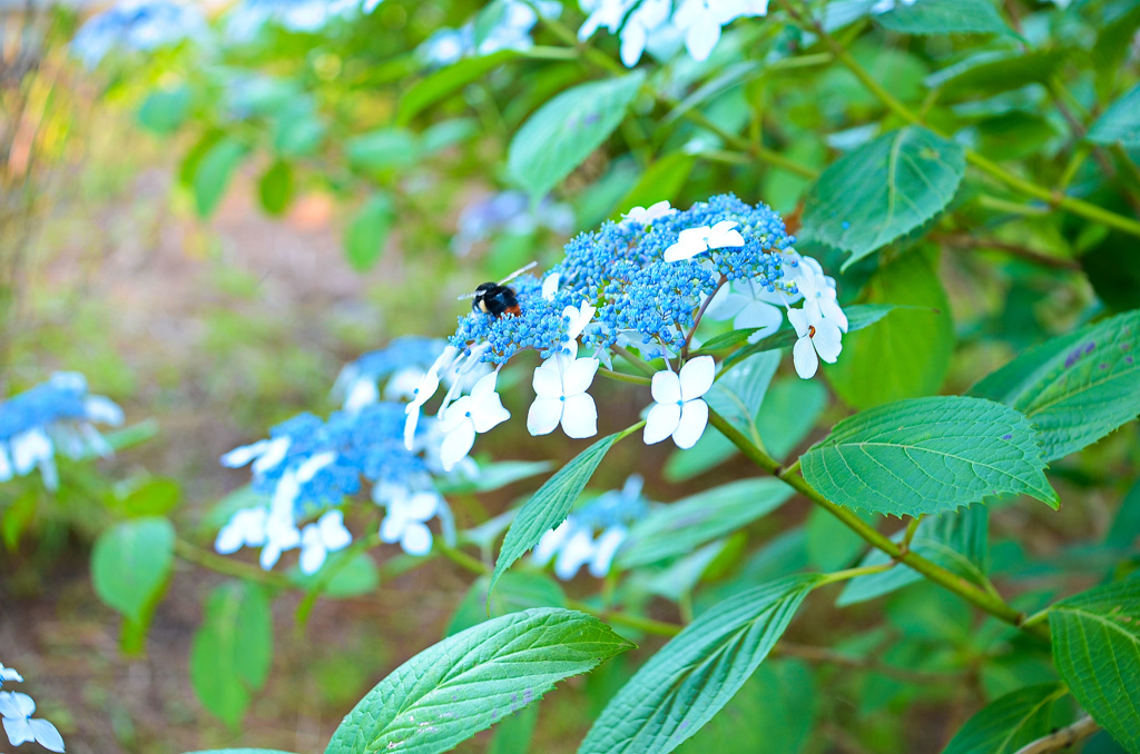 美里紫陽花