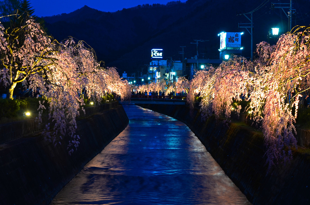 倉津川しだれ桜2024