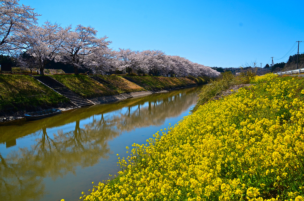 宮城桜