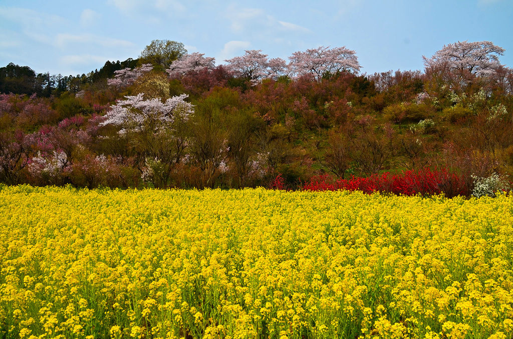 菜の花と桜