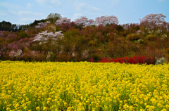 菜の花と桜