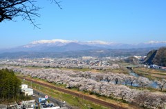白石川千本桜⑩
