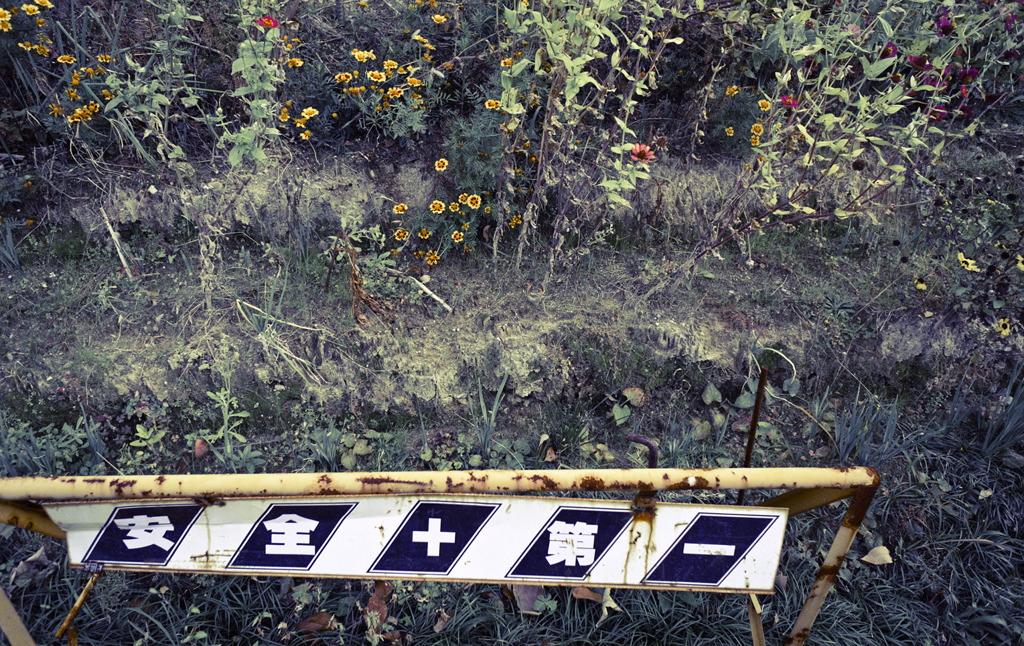 晩秋野花