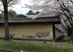 花びら