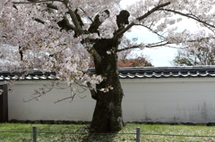 醍醐のさくら