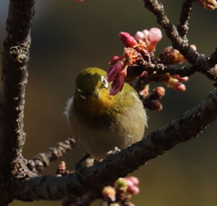 え～　どちらさんだっけ？。