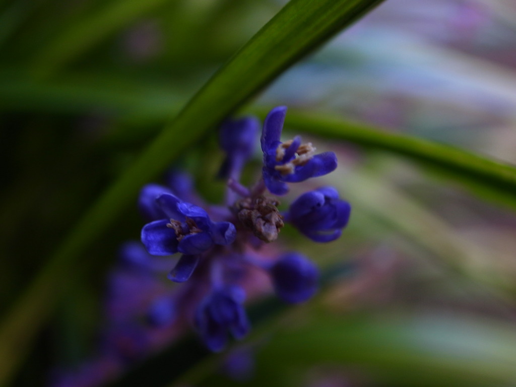 なんかの花