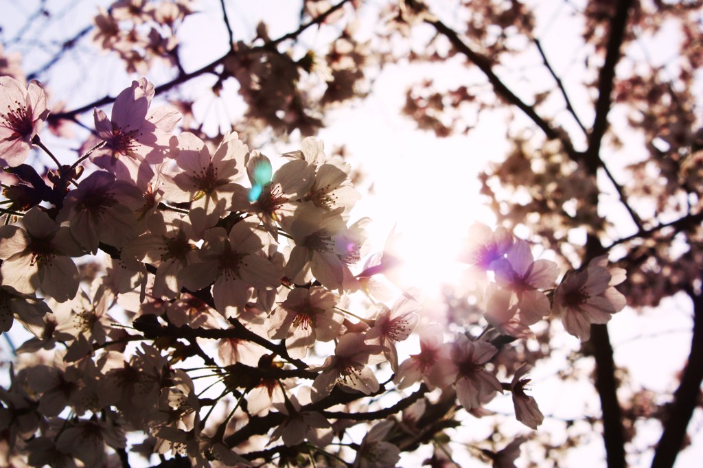 花は桜