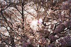 花は桜