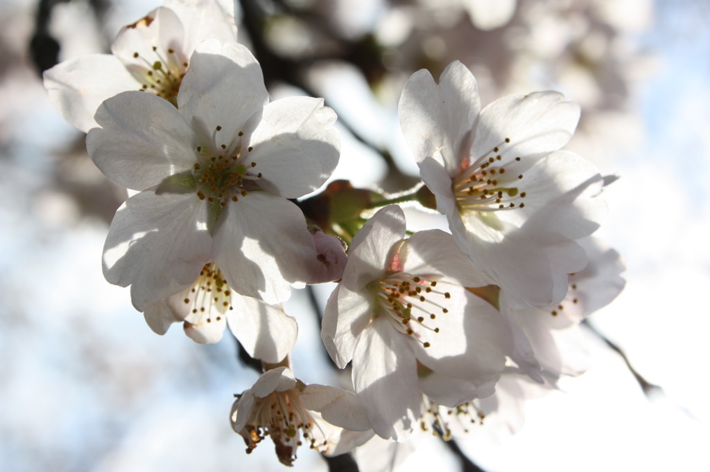 花は桜