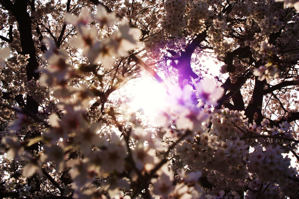 花は桜