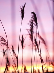 夕暮れ