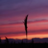 夕暮れ・・・