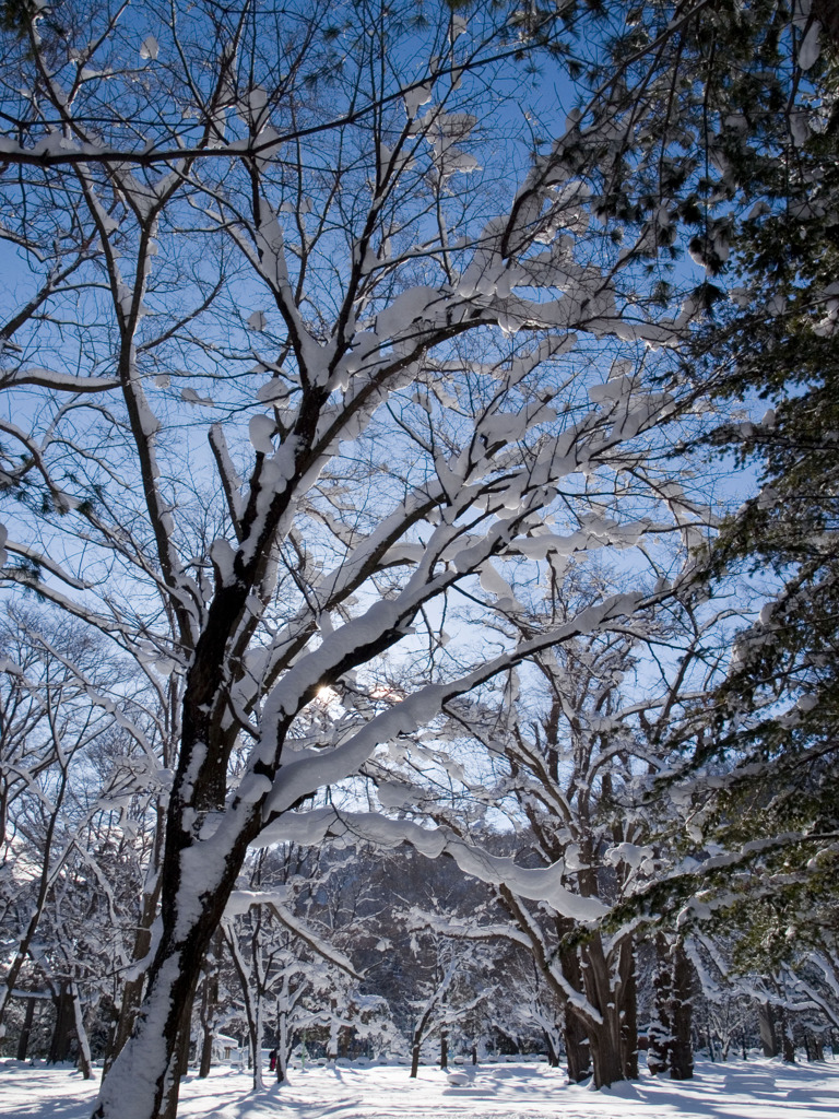 雪・・・晴れた朝・・・
