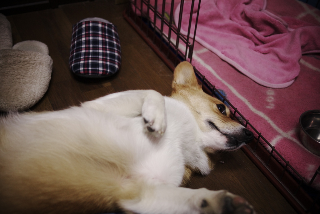ふぎゃ!!