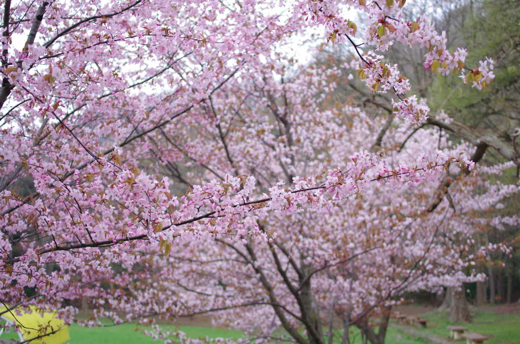 桜