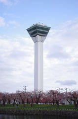 桜咲く五稜郭タワー
