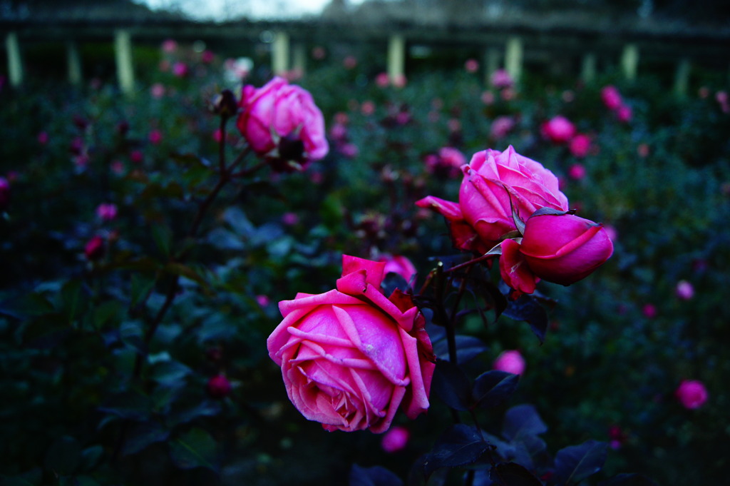ピンク色の薔薇園