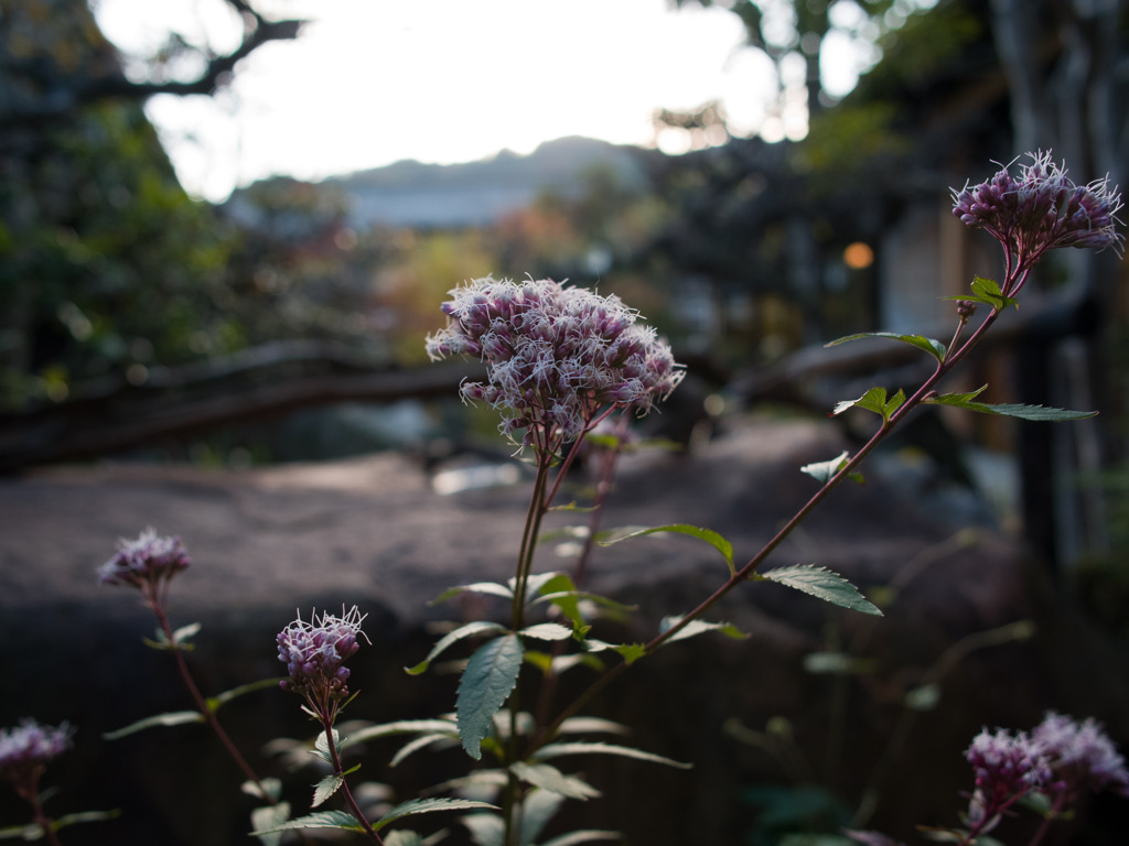秋の花