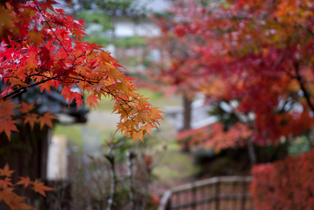 紅葉