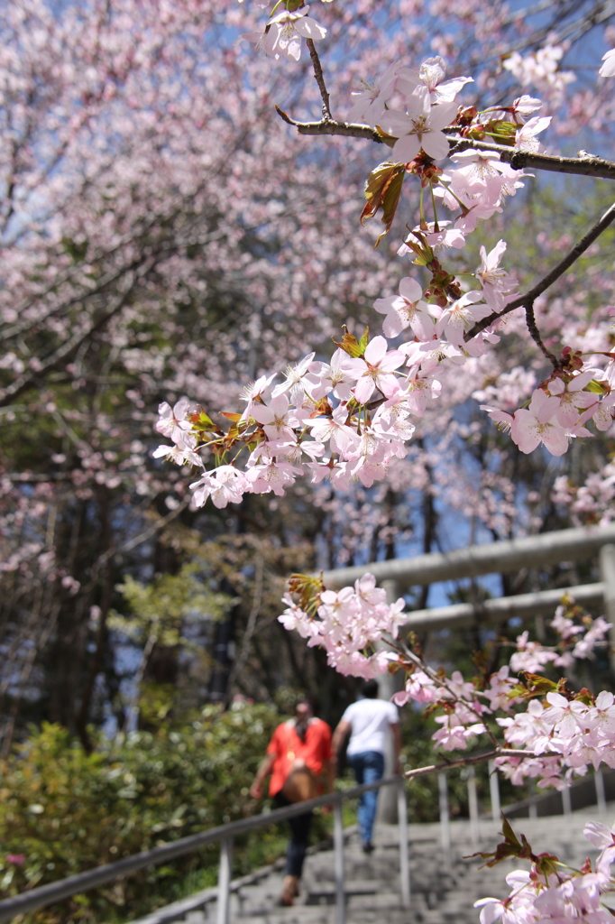 草津温泉の桜