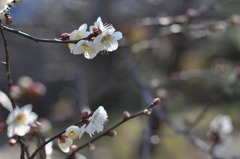 ２月の梅